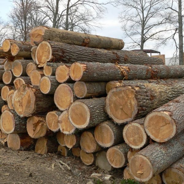Pile of white pine logs