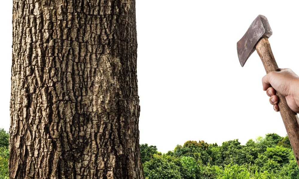 Best Rated Budget Felling Axes Under $100