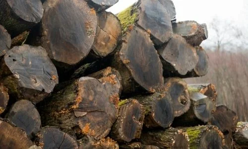 using a chainsaw on wet wood