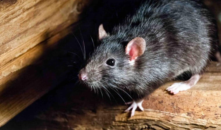 How to stack firewood to prevent pests