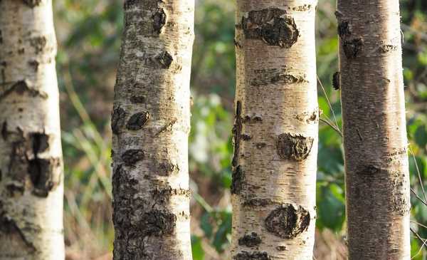 Does Silver Birch Need To Be Seasoned Before Burning?
